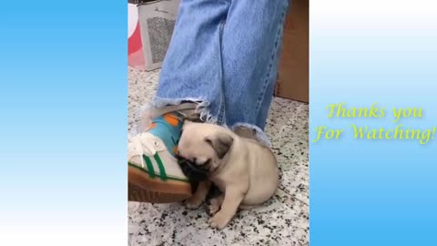 Funny cute pets compilation will make you laugh like crazy