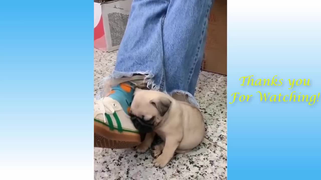 Funny cute pets compilation will make you laugh like crazy