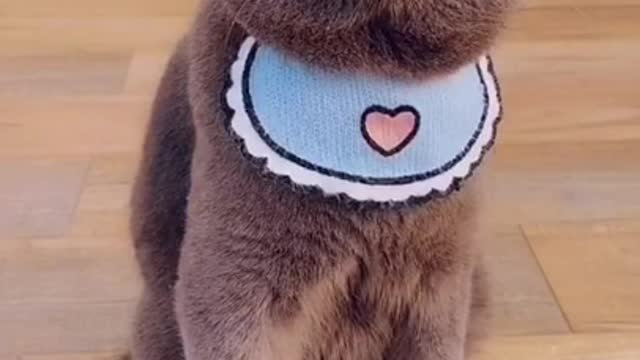 Funniest Animals in real .....