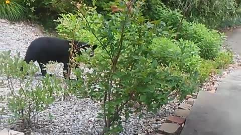 Black Bear Blueberry Thief