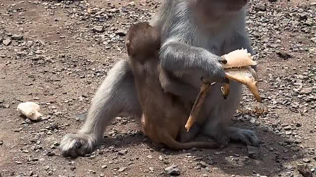 eating-animal-monkey-outdoors
