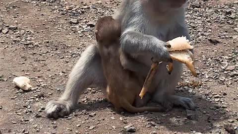 eating-animal-monkey-outdoors