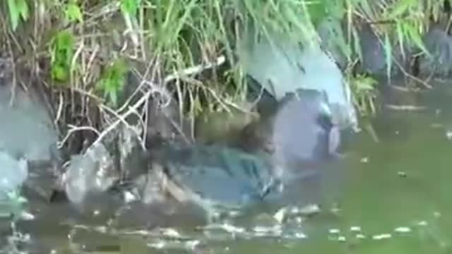 otter attacking turtle