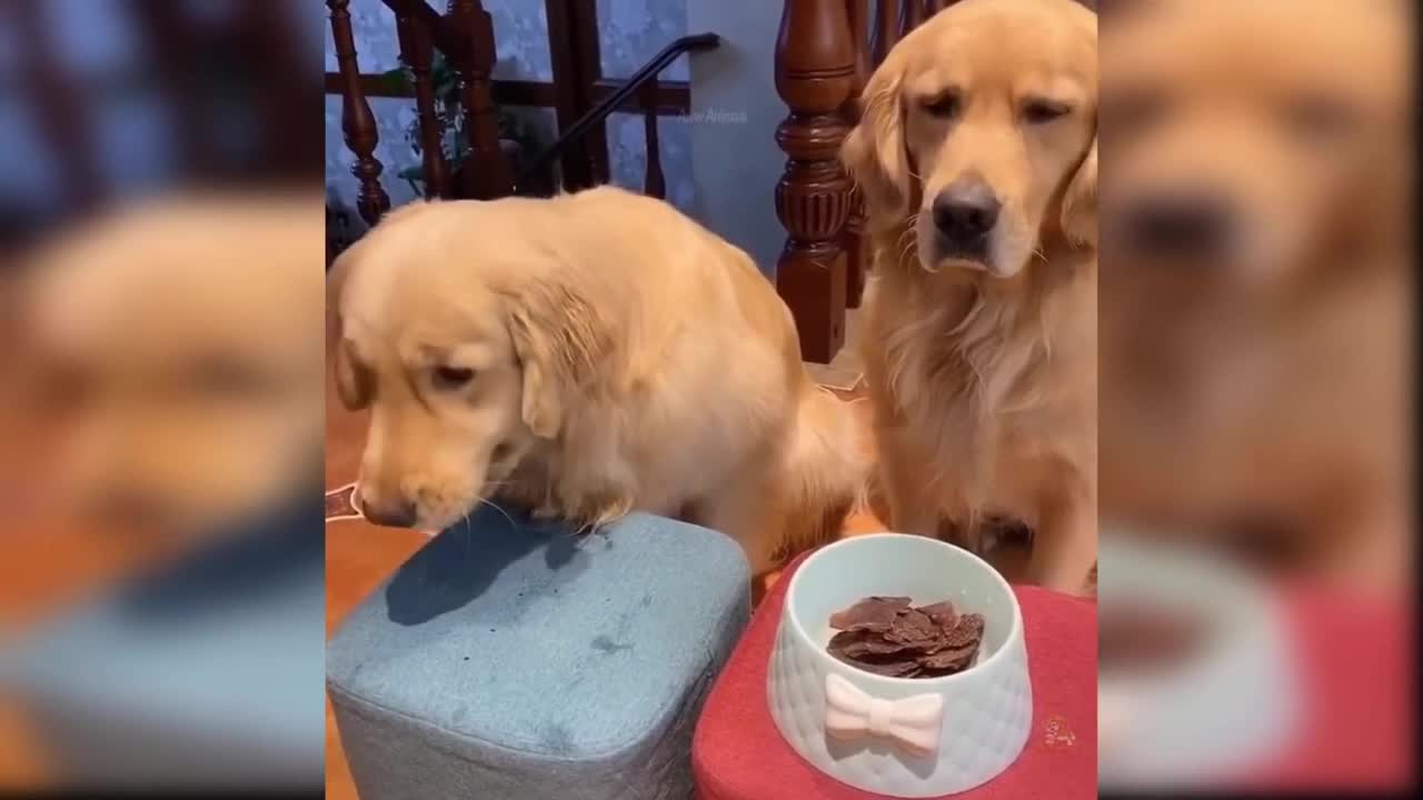 cute cuddly dog funny
