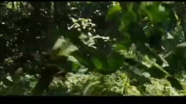 Humans catch apes