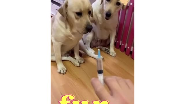 You will get STOMACH ACHE FROM LAUGHING SO HARD🐶Funny Dog Videos