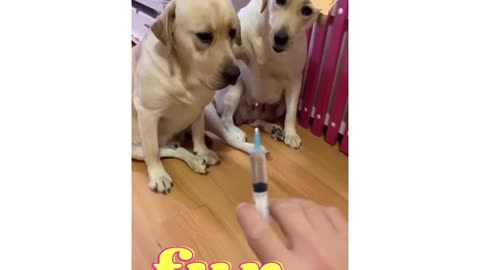 You will get STOMACH ACHE FROM LAUGHING SO HARD🐶Funny Dog Videos