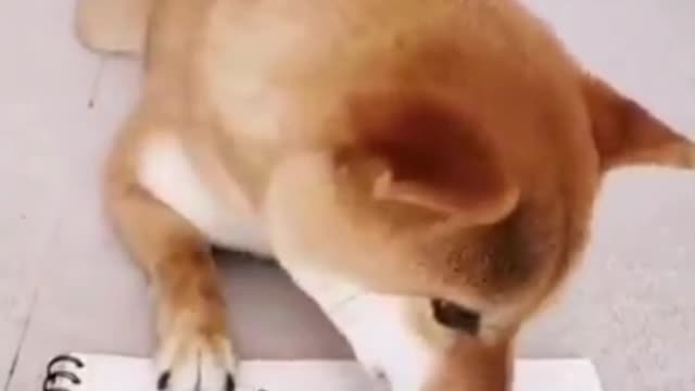 SHIBA PLAYING TIC TAC TOE