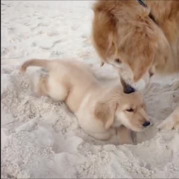 A Cute Mamma Dog Playing With Her Pupp