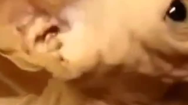 This cat is very unique cat please tell me this category name.