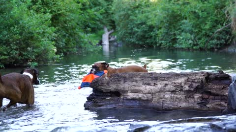 Boxer Tries To Swim Without Touching The Water