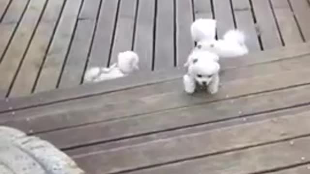 Funny_and_Cute_Pomeranian_Cute_Puppy_Videos_2021_#_#short(360p)(1).mp4