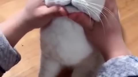 Most satisfying funny cat video😅😍