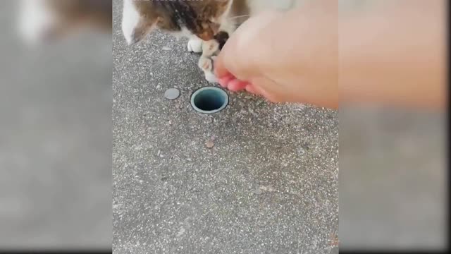 Baby Cats - Cute and Funny Cat Videos Compilation