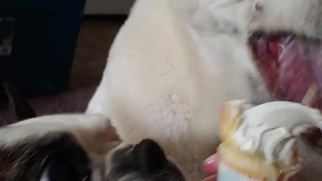 Ice-cream Loving Dogs