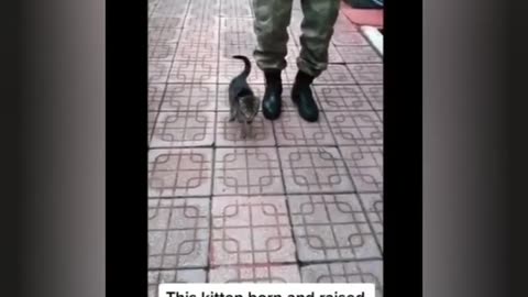 Kitten Raised by Turkish Army 😳| Trained Army Cat 💪| Motivational video