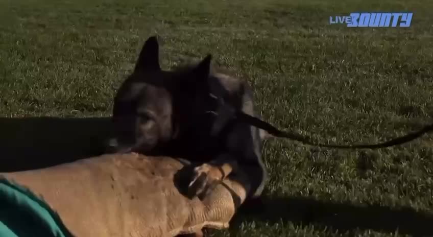 COOL Video about K9 Officer Carli!