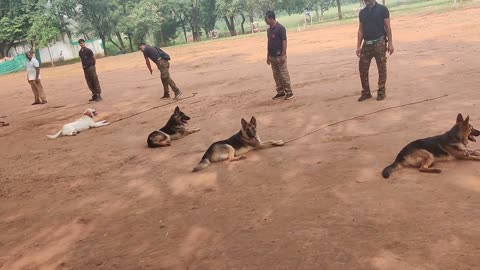 Dog training hand handling practice