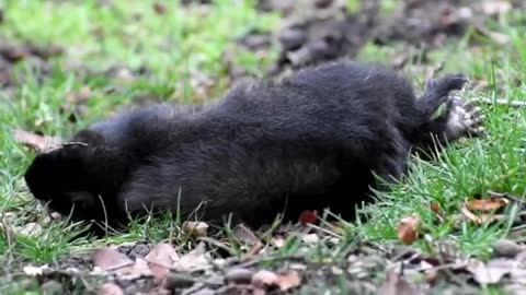 Snacking Squirrel Can't Stand Up