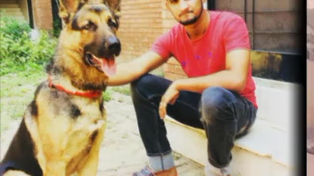Dogs video funny dog video-cute video-sweet dog video