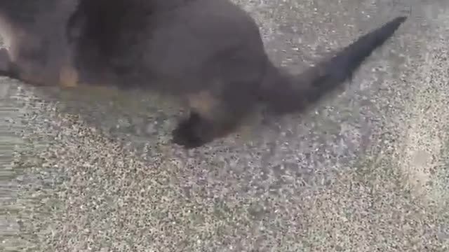 Dogs becomes friends with a otter