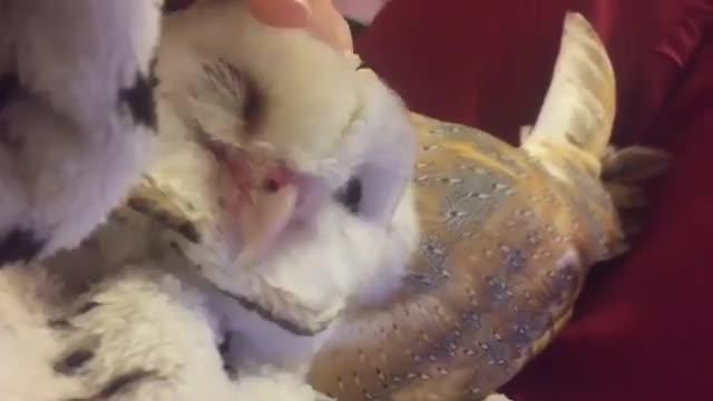 The cutest owl in the world