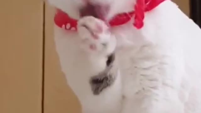 Funny cat cleaning face #shorts