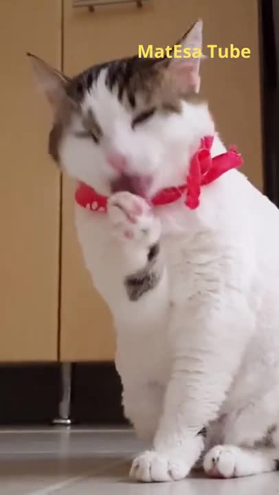 Funny cat cleaning face #shorts