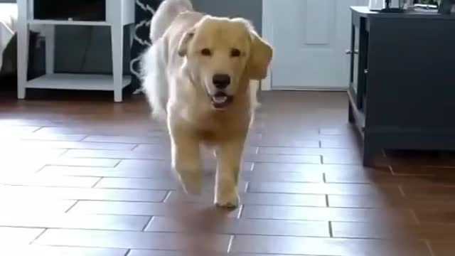 Golden Retriever Dogs Cooking Food for Parents