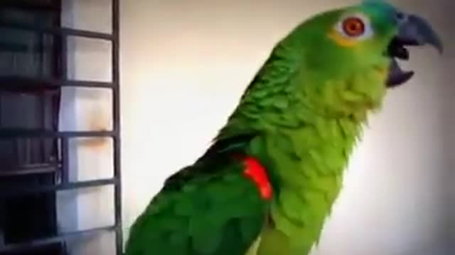 Look at the parrot, the wonderful opera