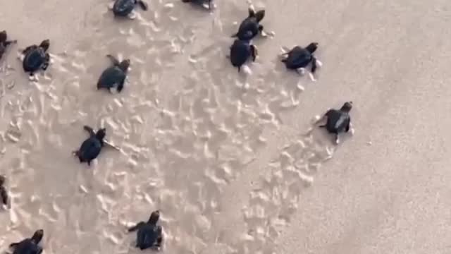 Turtle release at Nihiwatu Beach, indonesia🐢