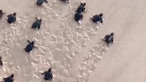 Turtle release at Nihiwatu Beach, indonesia🐢