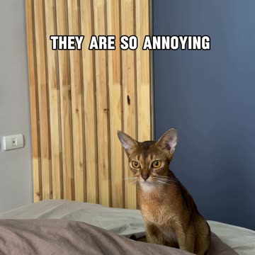Let's not normalising having abyssinian cats
