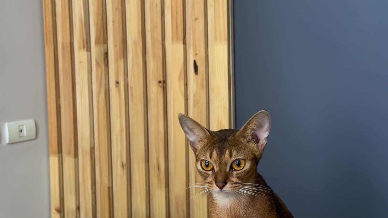 Let's not normalising having abyssinian cats