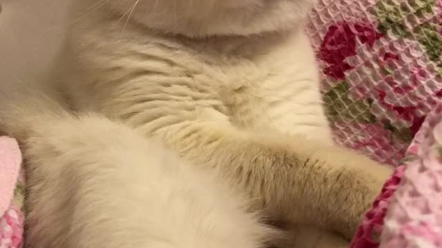 White cat with closed eyes licks paw