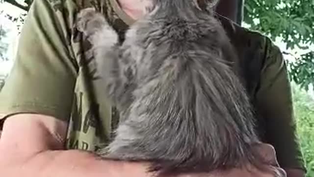 Adorable Cat Wants A Hug