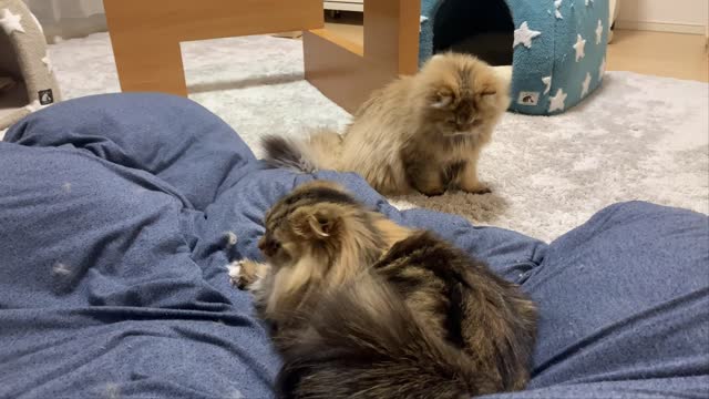 Cat sisters' daily life