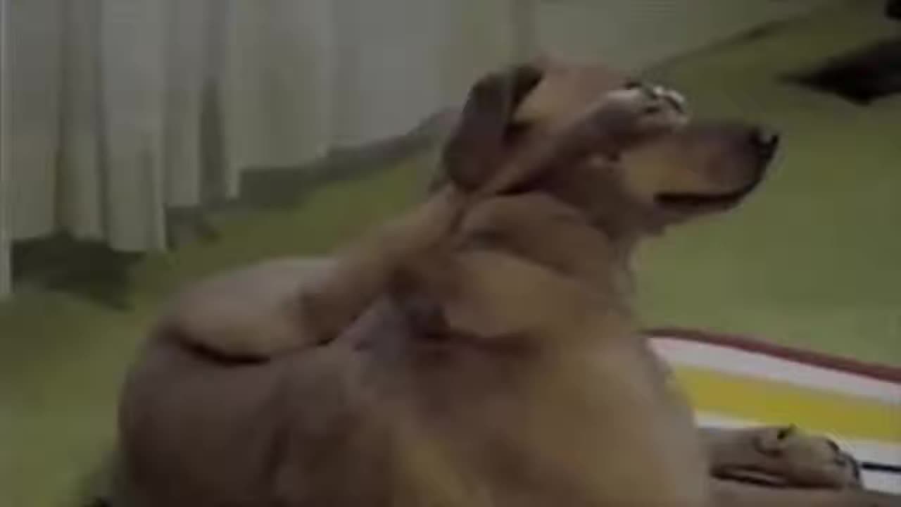 Dog doing yoga wid owner - funny dog - yoga dog