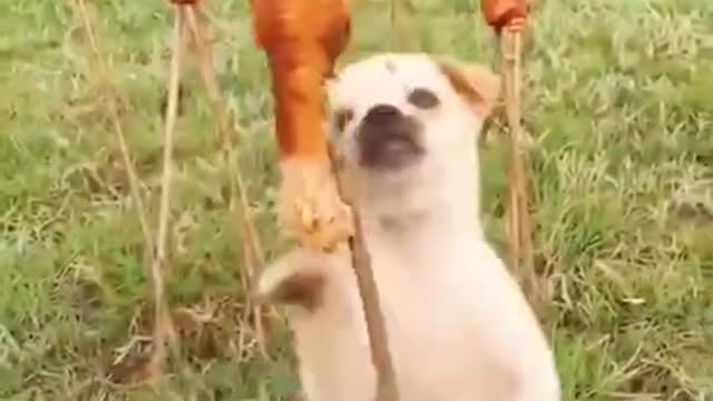 FUNNY AND CUTE ANIMALS 😂😂😂🐕🐩