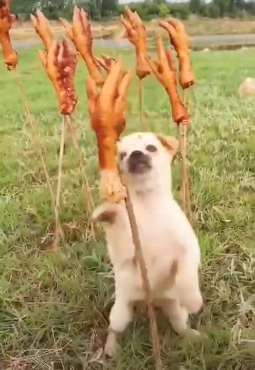 FUNNY AND CUTE ANIMALS 😂😂😂🐕🐩