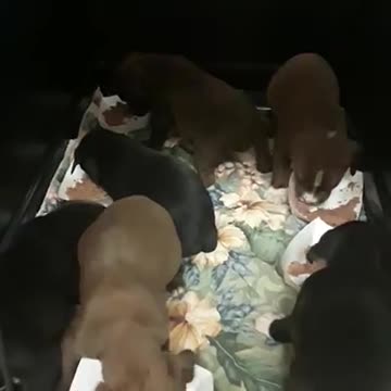 Saca a pasear al perro de un refugio y él hace de todo para alertarlo de una caja abandonada