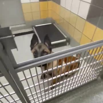 Why adopt one when you can take a whole room home?#Dogs #animal #rescue #houston #dogs #animallovers