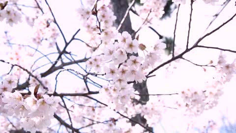 When trees bloom, the earth looks like a paradise.