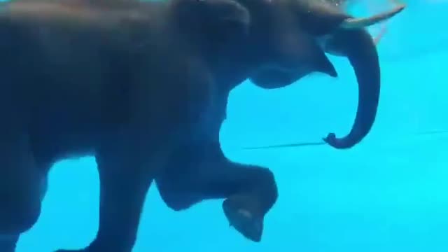 It was so hot that the elephant wanted to swim