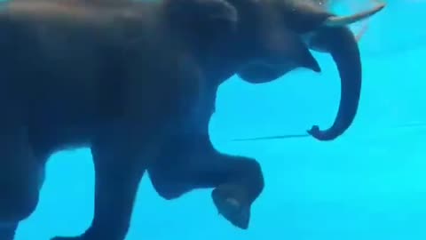 It was so hot that the elephant wanted to swim