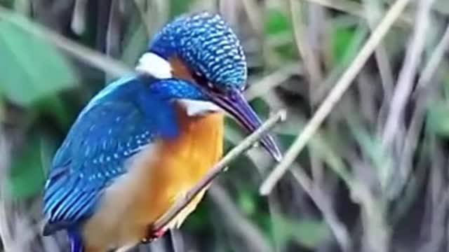 Kingfisher keeping its head rock steady