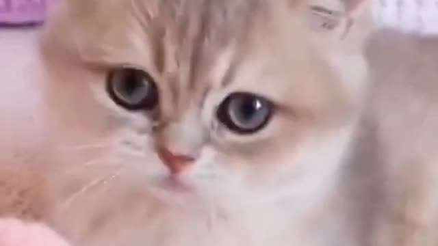 Cute Cat Funny Video shorts short cat