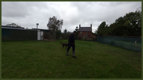 ABANDONED LABRADOR NIGHTMARE ON LEAD