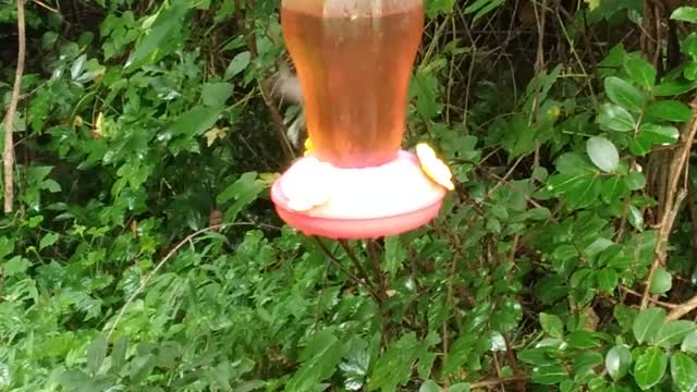 Hummingbird Feeder