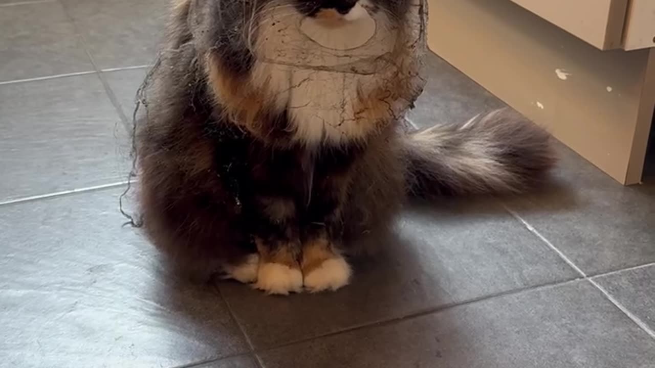 Cat Looks Like a Veiled Widower After Finding Cobwebs